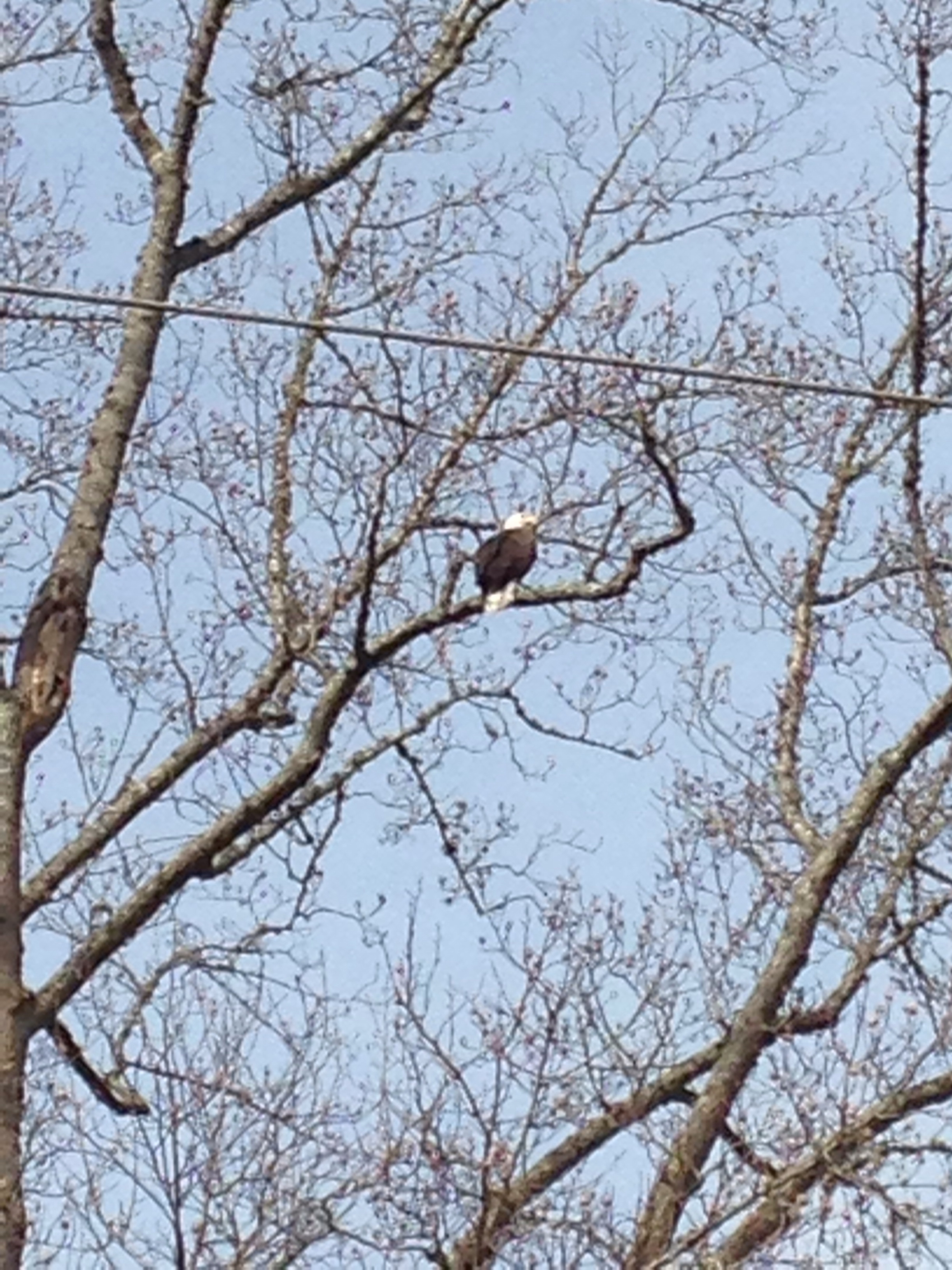 The best shot of the wild bald eagle I could get with my camera phone.