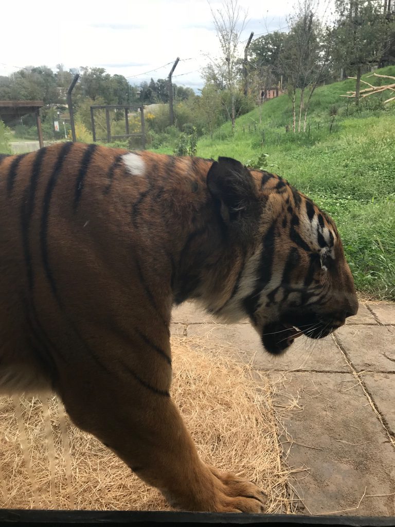 Tiger Through Glass