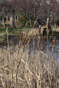Reeds