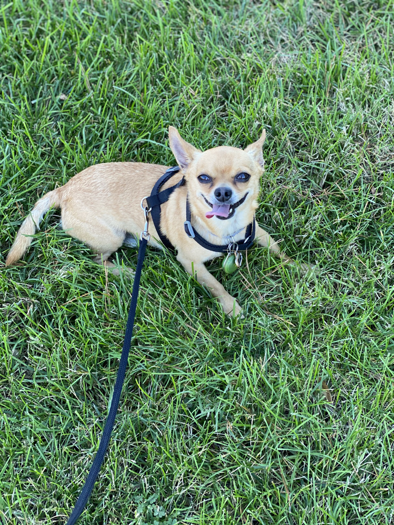 Happy Capone
